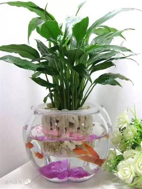 風水 水種植物